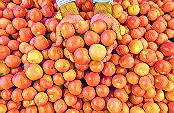 tomato prices Nigeria