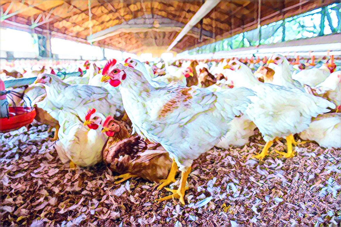 poultry industry in Nigeria