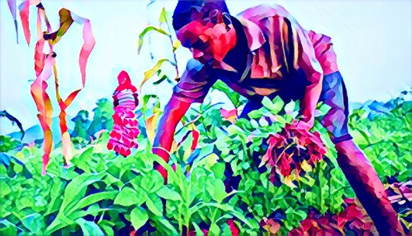 Role of agriculture in Nigeria’s economy