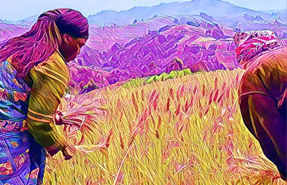 Federal Govt Supports 6,000 Kano Wheat Farmers with Subsidized Inputs 1