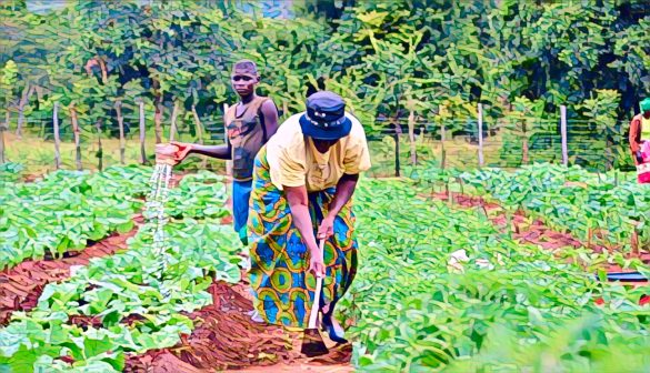 Sustainable farming in Nigeria