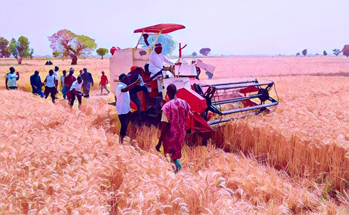 Nigeria targets wheat production to strengthen naira boost economy. Nigeria targets wheat production to strengthen naira boost economy.