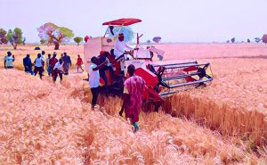 Nigeria targets wheat production to strengthen naira boost economy.