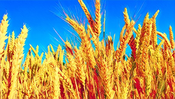 Impact of the Russia-Ukraine War on Nigeria’s Wheat Imports