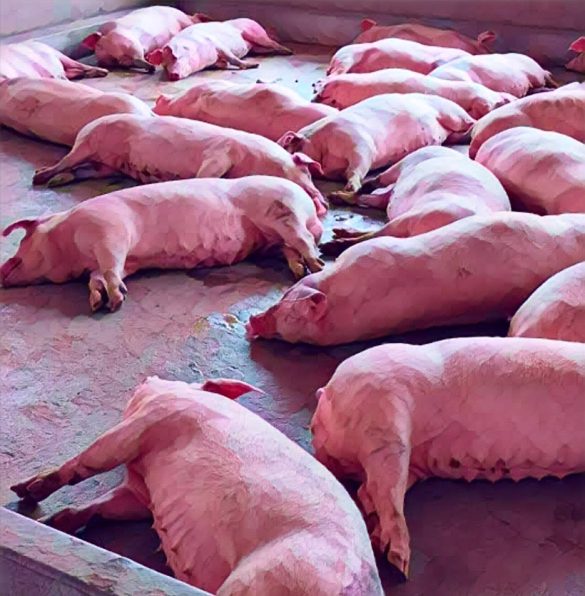Ogun swine fever outbreak costs pig farmers N5bn as most farms shut